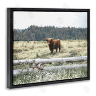 Gail Peck | Cattle Overlooking Fence