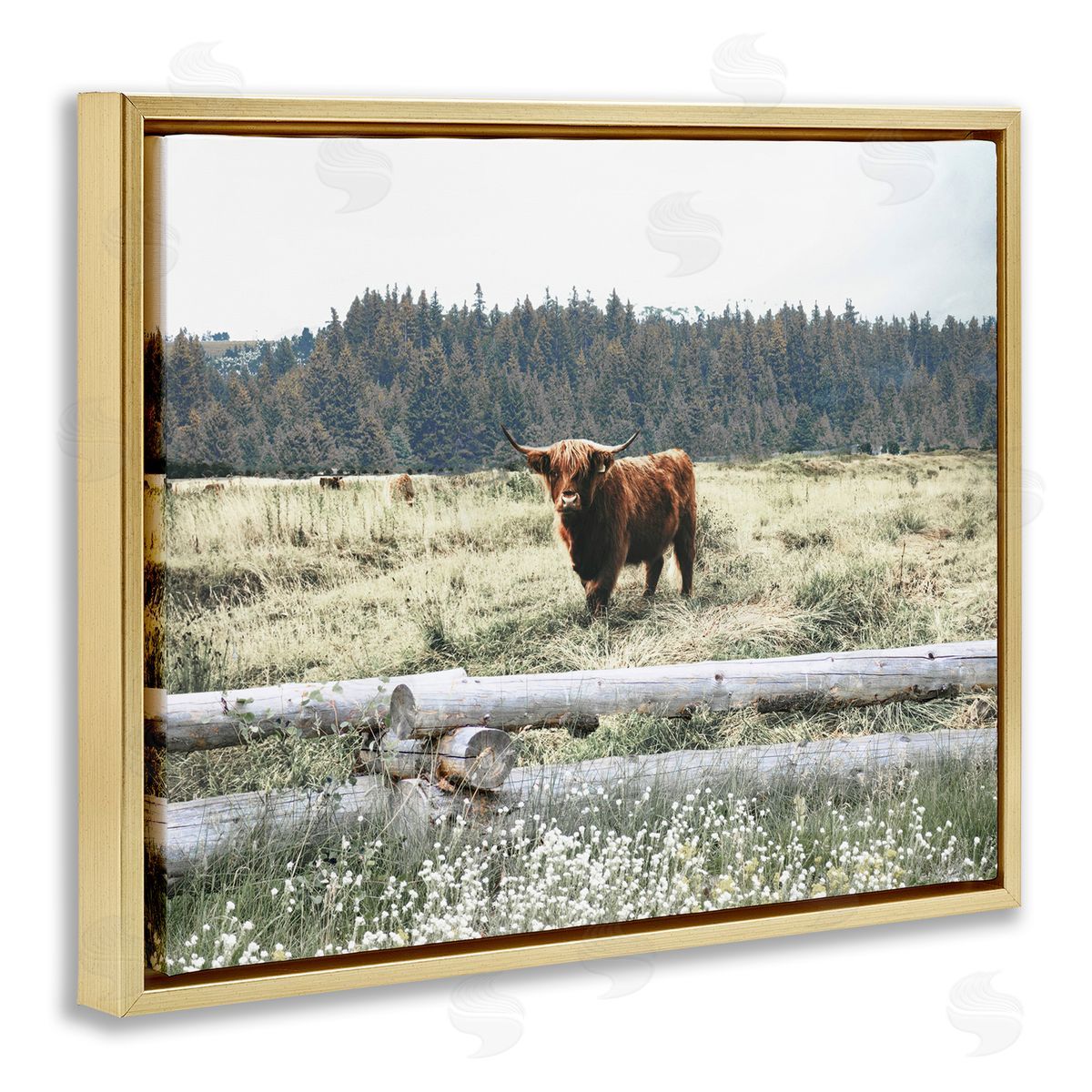 Cattle Overlooking Fence Gold Floating Frame Canvas Wall Art, Home Decor by Gail Peck