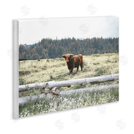 Gail Peck | Cattle Overlooking Fence