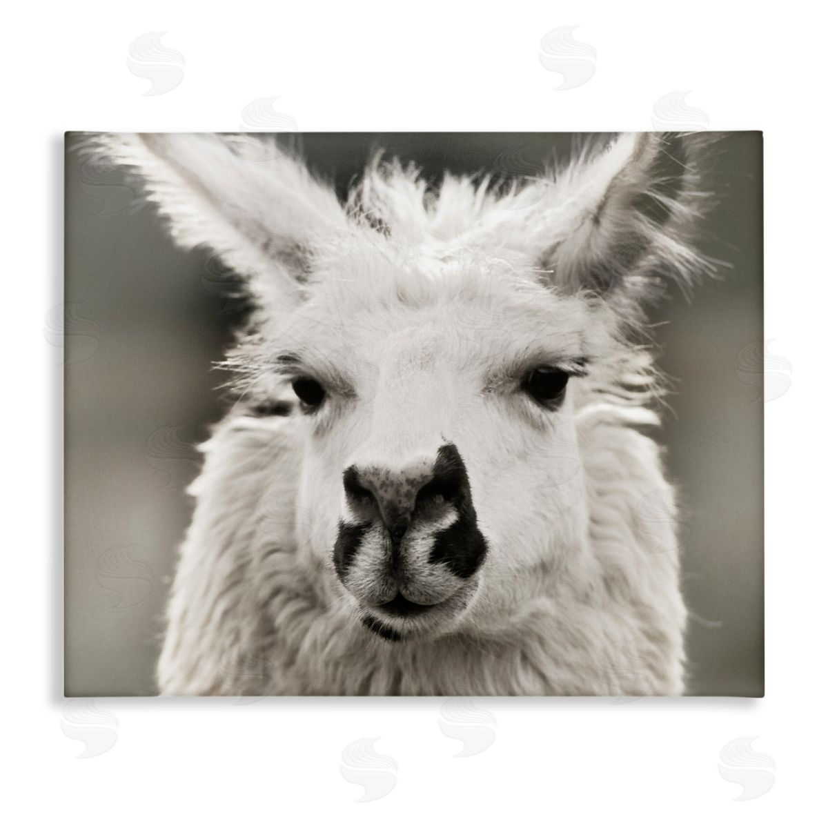 Llama Gazing Portrait Canvas Wall Art, Home Decor by Danita Delimont