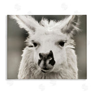 Danita Delimont | Llama Gazing Portrait