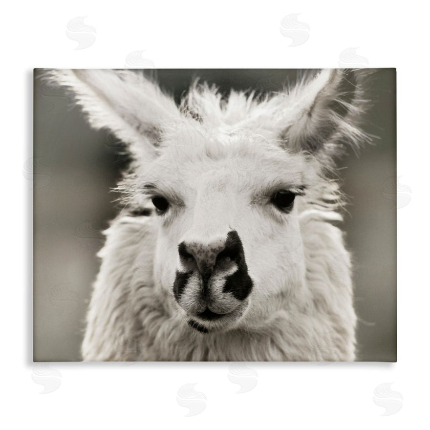Danita Delimont | Llama Gazing Portrait