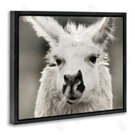 Danita Delimont | Llama Gazing Portrait