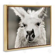 Danita Delimont | Llama Gazing Portrait
