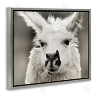Danita Delimont | Llama Gazing Portrait