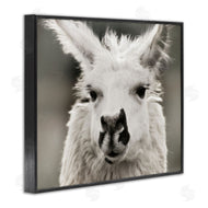 Danita Delimont | Llama Gazing Portrait