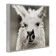 Danita Delimont | Llama Gazing Portrait