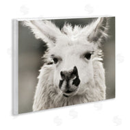 Danita Delimont | Llama Gazing Portrait