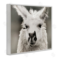 Danita Delimont | Llama Gazing Portrait