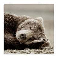 Danita Delimont | Cozy Sleeping Bear