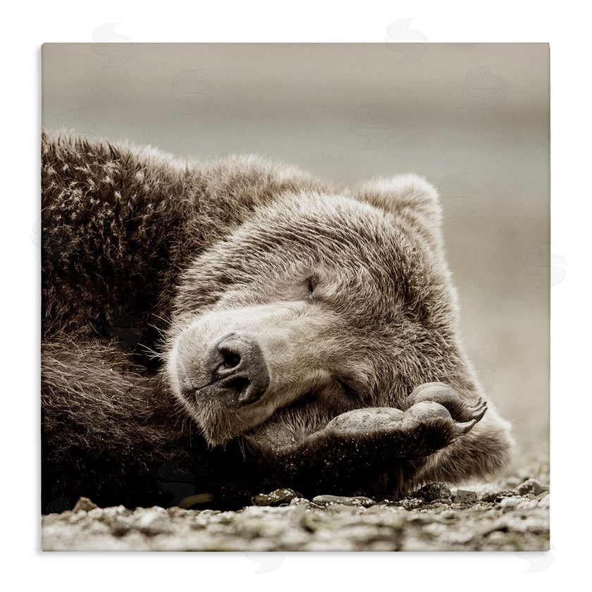 Danita Delimont | Cozy Sleeping Bear