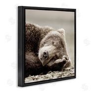 Danita Delimont | Cozy Sleeping Bear