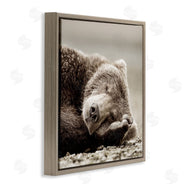 Danita Delimont | Cozy Sleeping Bear