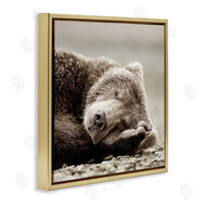 Danita Delimont | Cozy Sleeping Bear