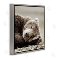 Danita Delimont | Cozy Sleeping Bear
