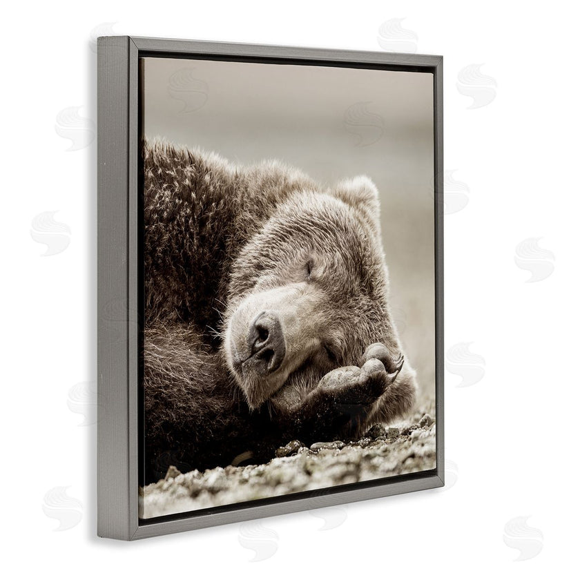 Danita Delimont | Cozy Sleeping Bear