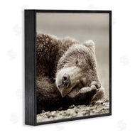 Danita Delimont | Cozy Sleeping Bear