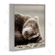 Danita Delimont | Cozy Sleeping Bear