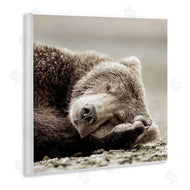 Danita Delimont | Cozy Sleeping Bear