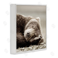 Danita Delimont | Cozy Sleeping Bear