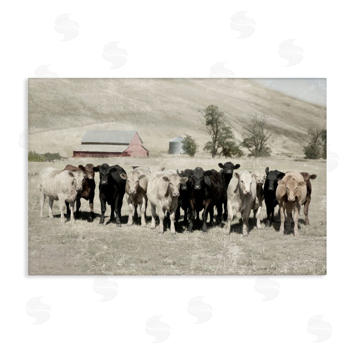Varied Cattle on Farm Canvas Wall Art, Home Decor by Rhonda Addison