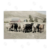 Rhonda Addison | Varied Cattle on Farm