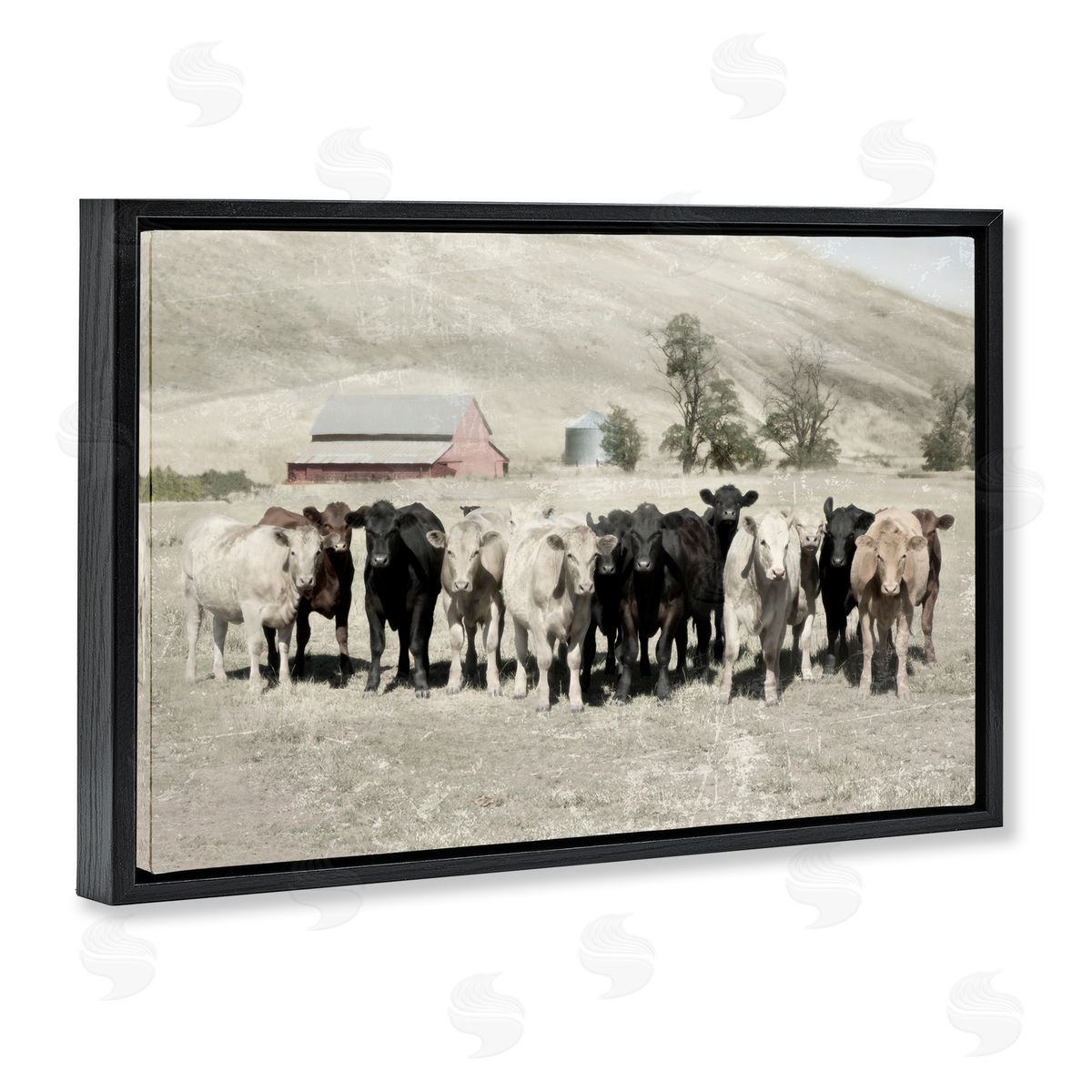 Varied Cattle on Farm Black Floating Frame Canvas Wall Art, Home Decor by Rhonda Addison