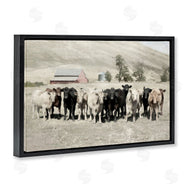 Rhonda Addison | Varied Cattle on Farm