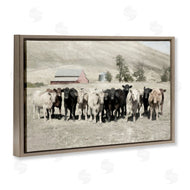 Rhonda Addison | Varied Cattle on Farm