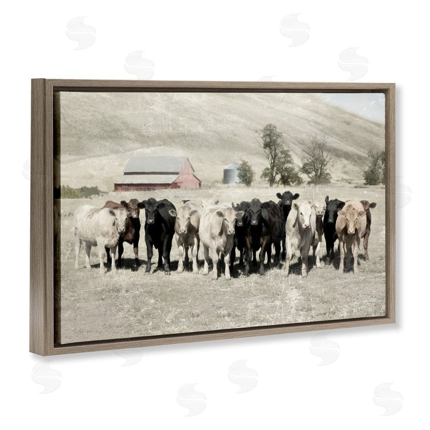 Rhonda Addison | Varied Cattle on Farm