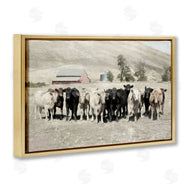 Rhonda Addison | Varied Cattle on Farm