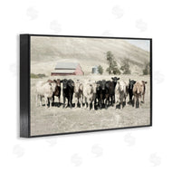 Rhonda Addison | Varied Cattle on Farm