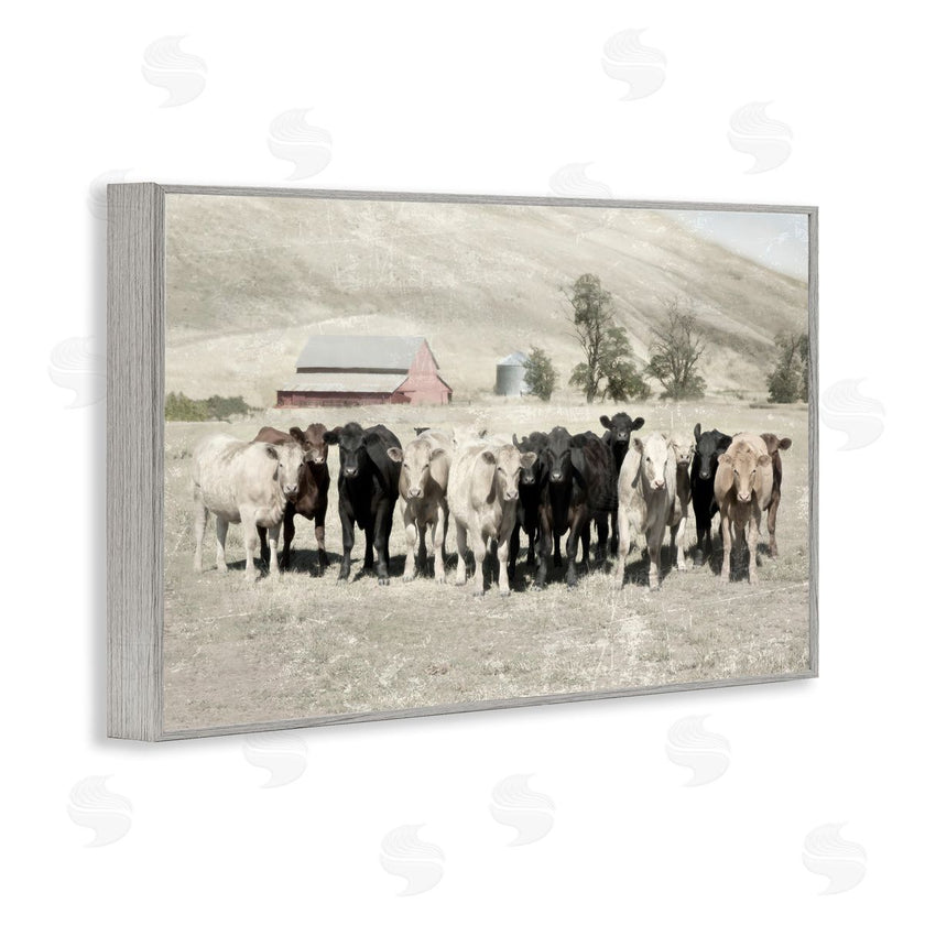 Rhonda Addison | Varied Cattle on Farm