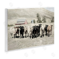 Rhonda Addison | Varied Cattle on Farm