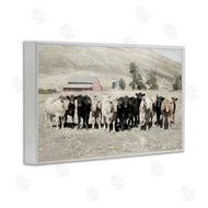 Rhonda Addison | Varied Cattle on Farm