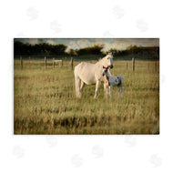 Rhonda Addison | Rural Horse and Foal