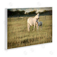 Rhonda Addison | Rural Horse and Foal