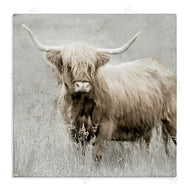 Danita Delimont | Subtle Longhorn Cattle