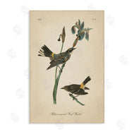 Wild Apple Portfolio | Vintage Warbler Study