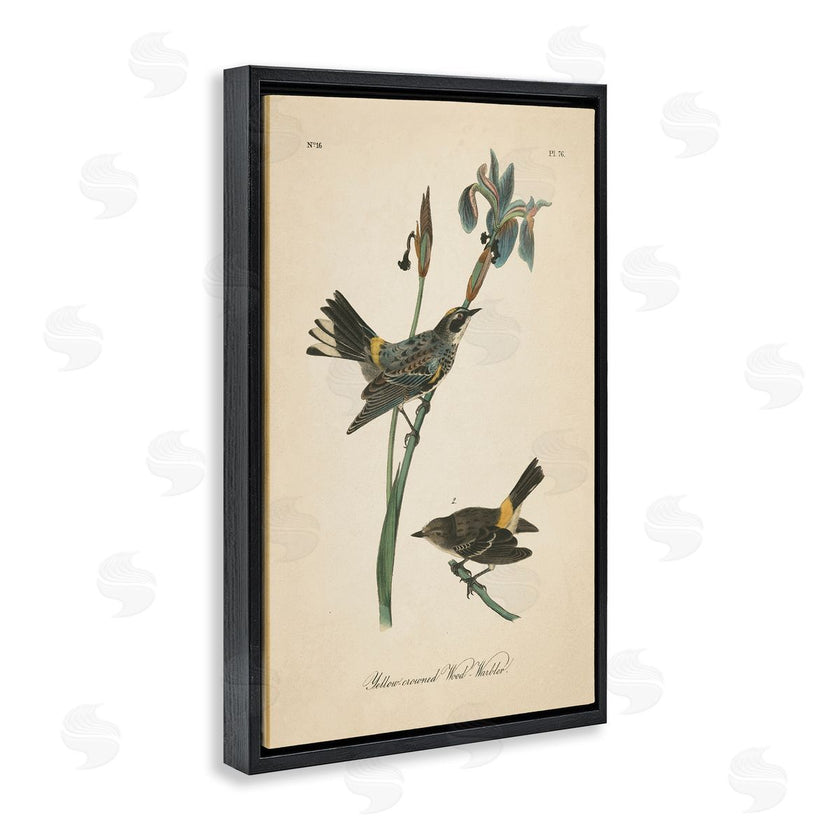 Wild Apple Portfolio | Vintage Warbler Study