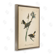 Wild Apple Portfolio | Vintage Warbler Study