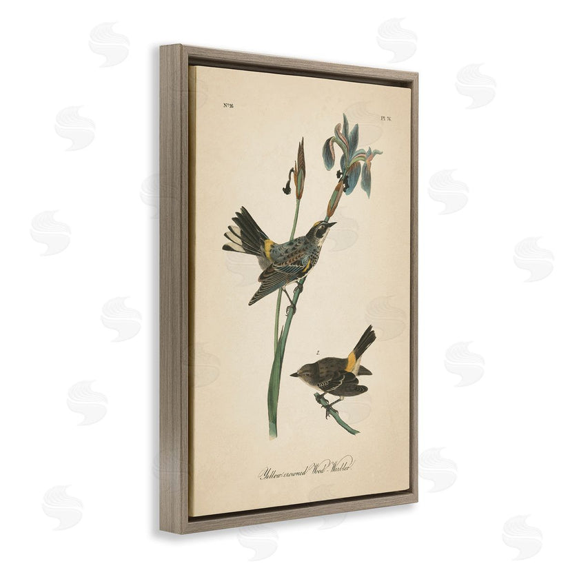 Wild Apple Portfolio | Vintage Warbler Study