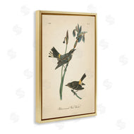 Wild Apple Portfolio | Vintage Warbler Study