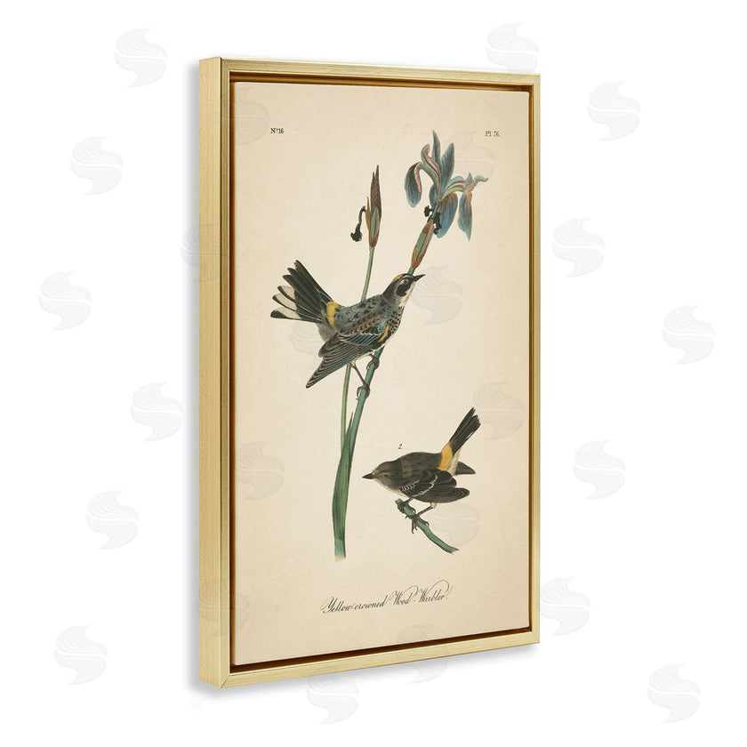 Wild Apple Portfolio | Vintage Warbler Study