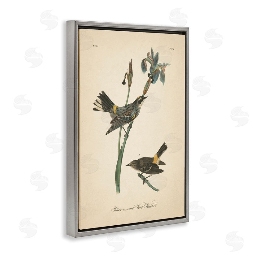 Wild Apple Portfolio | Vintage Warbler Study