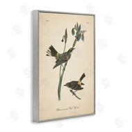 Wild Apple Portfolio | Vintage Warbler Study