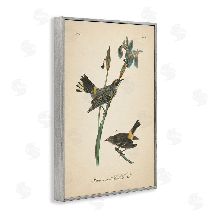 Wild Apple Portfolio | Vintage Warbler Study