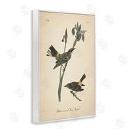 Wild Apple Portfolio | Vintage Warbler Study