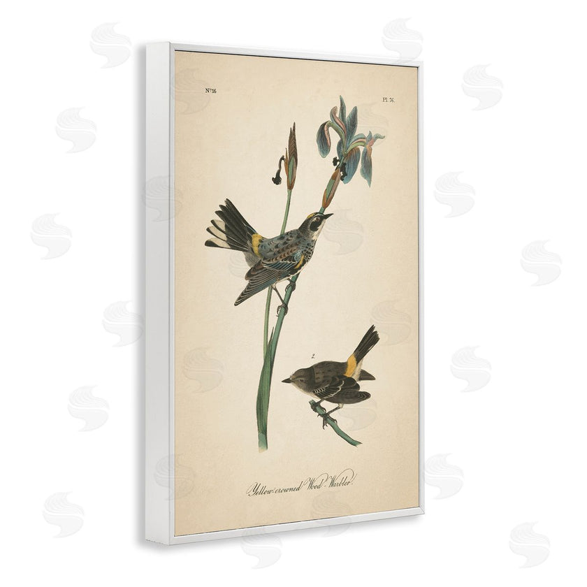 Wild Apple Portfolio | Vintage Warbler Study