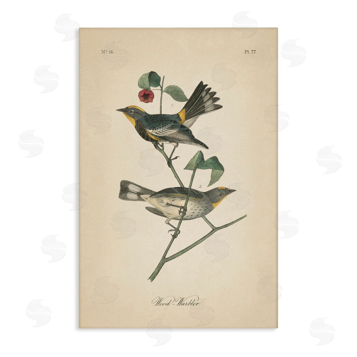 Vintage Warbler Page Canvas Wall Art, Home Decor by Wild Apple Portfolio